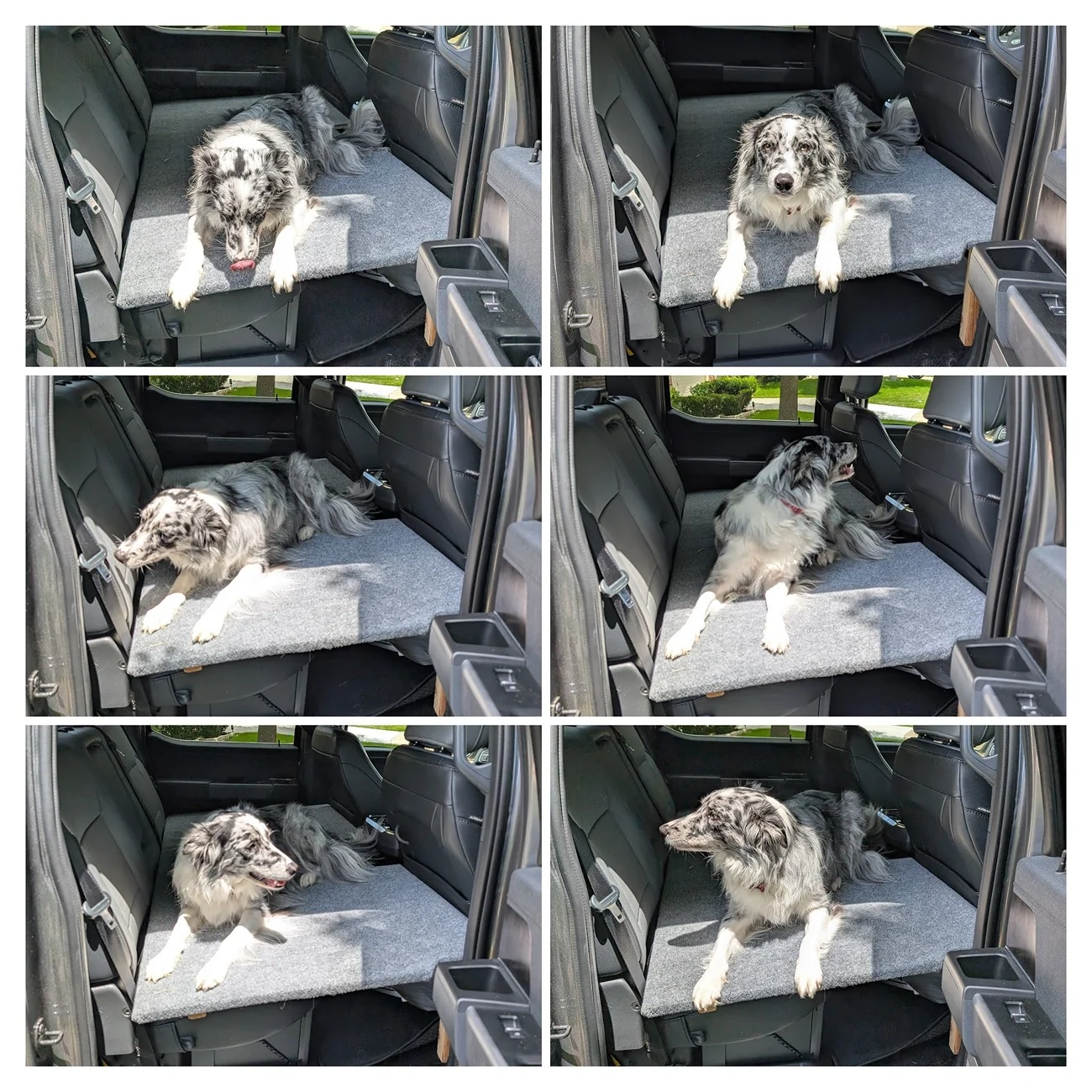 Ford F-150 Lightning Post a pic of your Dog in your new Lightning 😁 PXL_20250622_194430357-COLLAGE