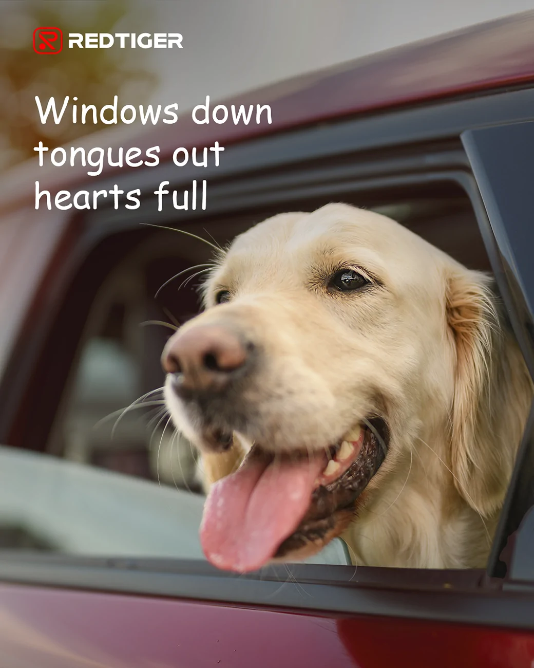 Ford F-150 Lightning What was your dog’s first car ride like? 20250806-102236