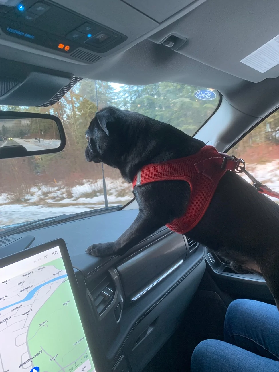 Ford F-150 Lightning Post a pic of your Dog in your new Lightning 😁 IMG_3492