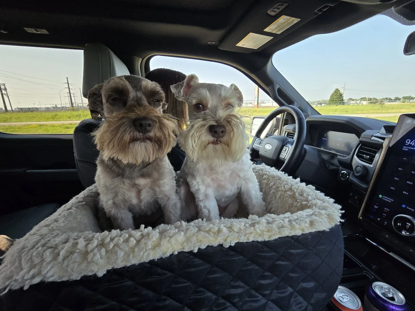 Ford F-150 Lightning Post a pic of your Dog in your new Lightning 😁 1758381201672-b6