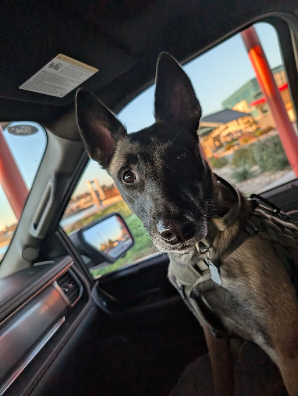 Ford F-150 Lightning Post a pic of your Dog in your new Lightning 😁 347