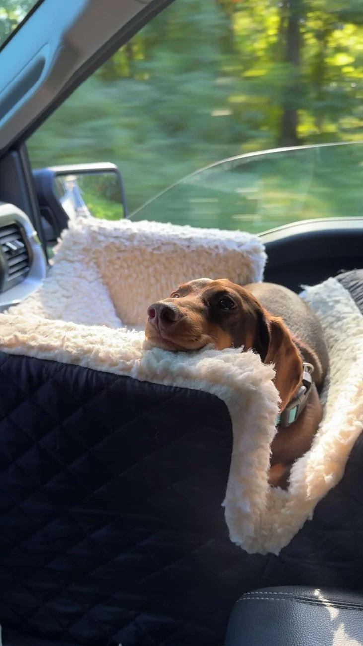 Ford F-150 Lightning Post a pic of your Dog in your new Lightning 😁 unnamed (1)