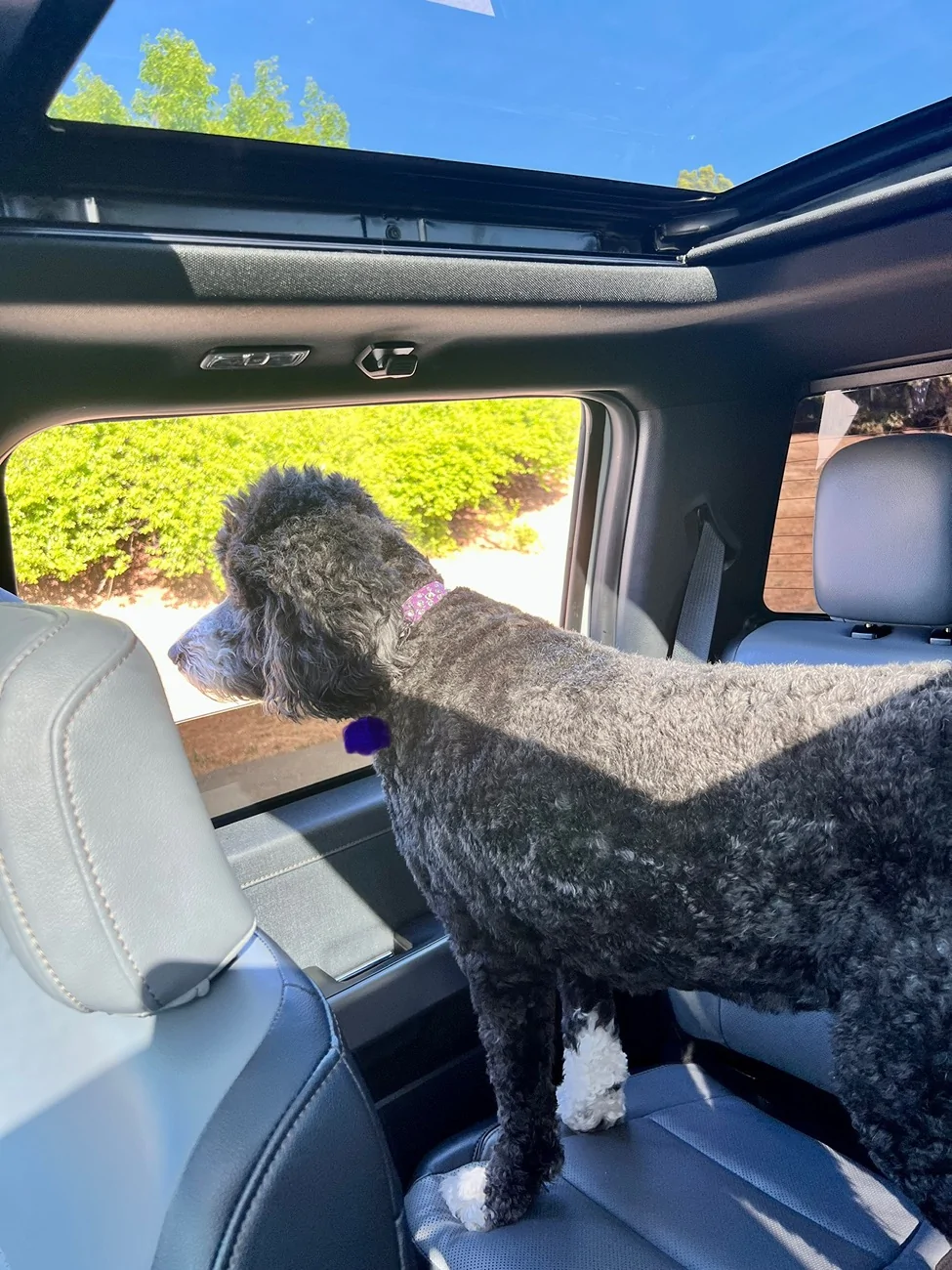 Ford F-150 Lightning Post a pic of your Dog in your new Lightning 😁 IMG_3253