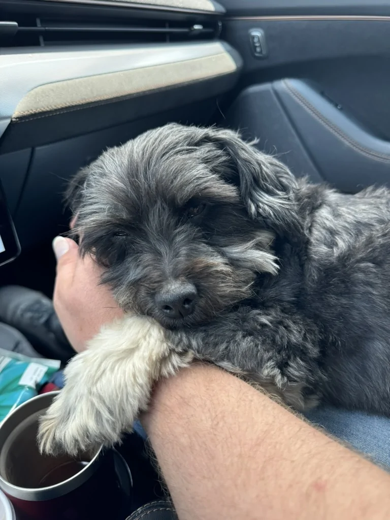 Ford F-150 Lightning Show us your copilot. 5D19D637-B7D1-4FF0-A60E-0F115FAE77FE_1_105_c