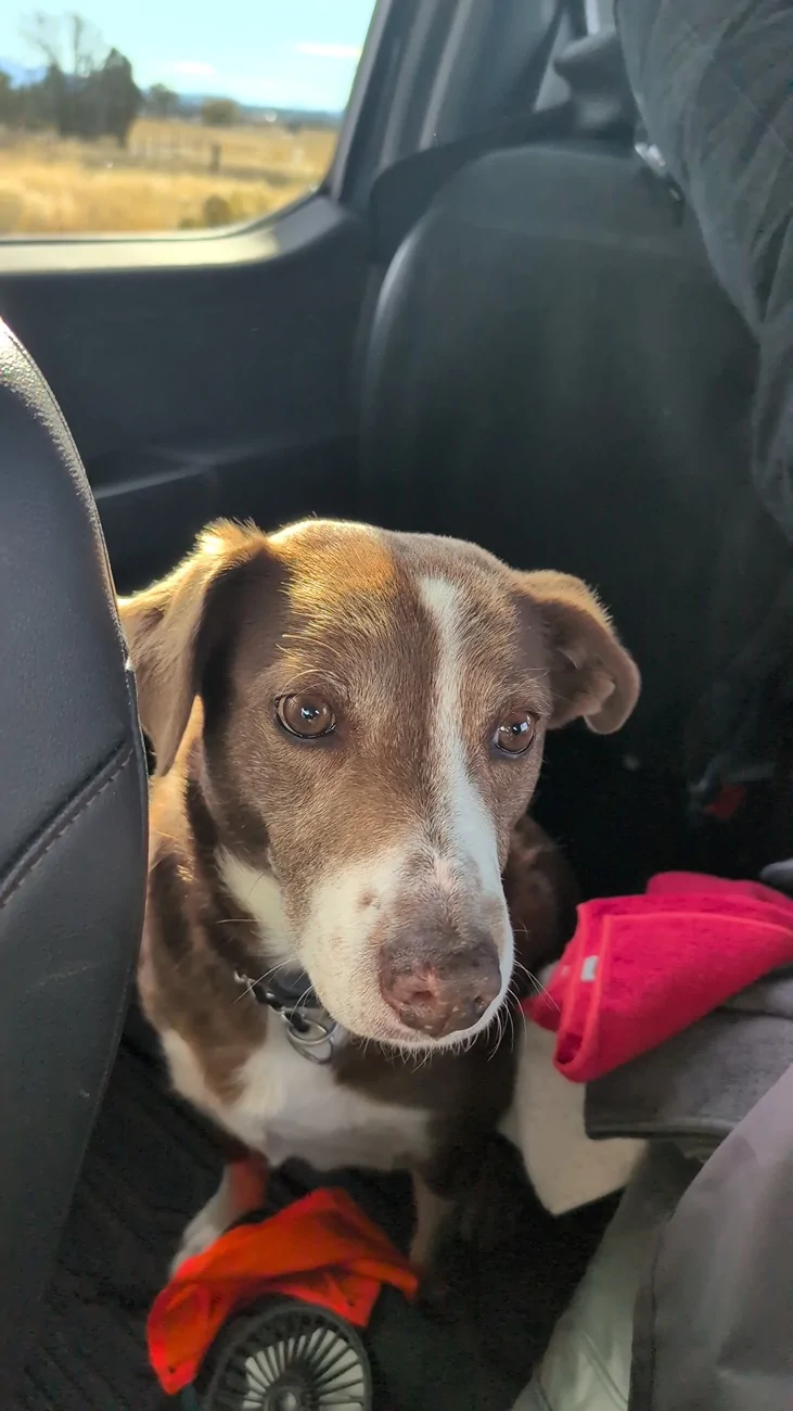 Ford F-150 Lightning Show us your copilot. IMG_20251108_090526_846