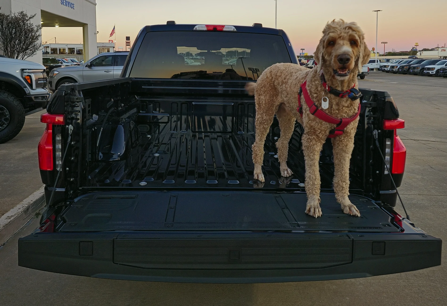 Ford F-150 Lightning Post a pic of your Dog in your new Lightning 😁 20251103_173610(1)