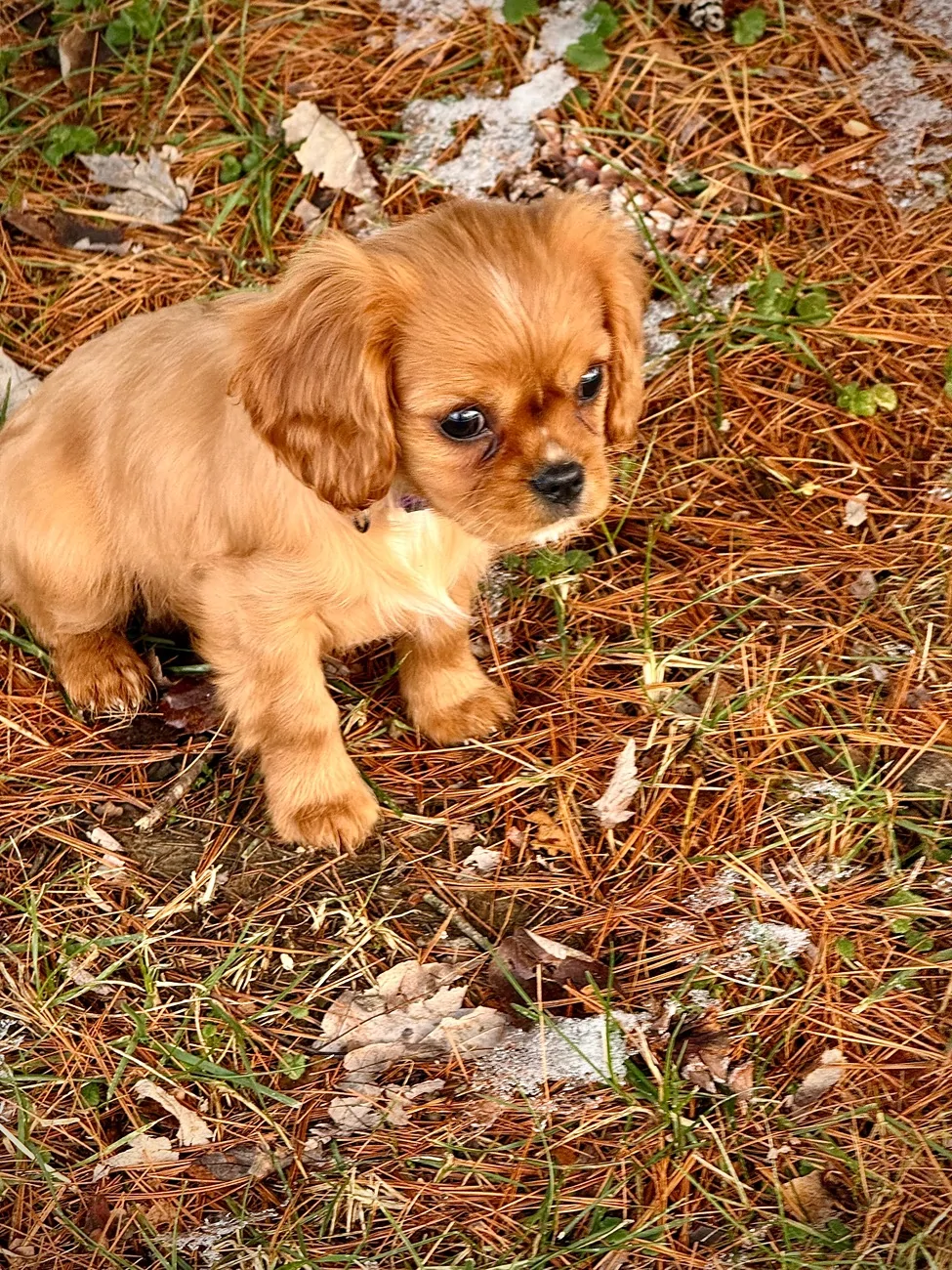 Ford F-150 Lightning Ice & Easy: Winter Driving Tips from Ford IMG_8484