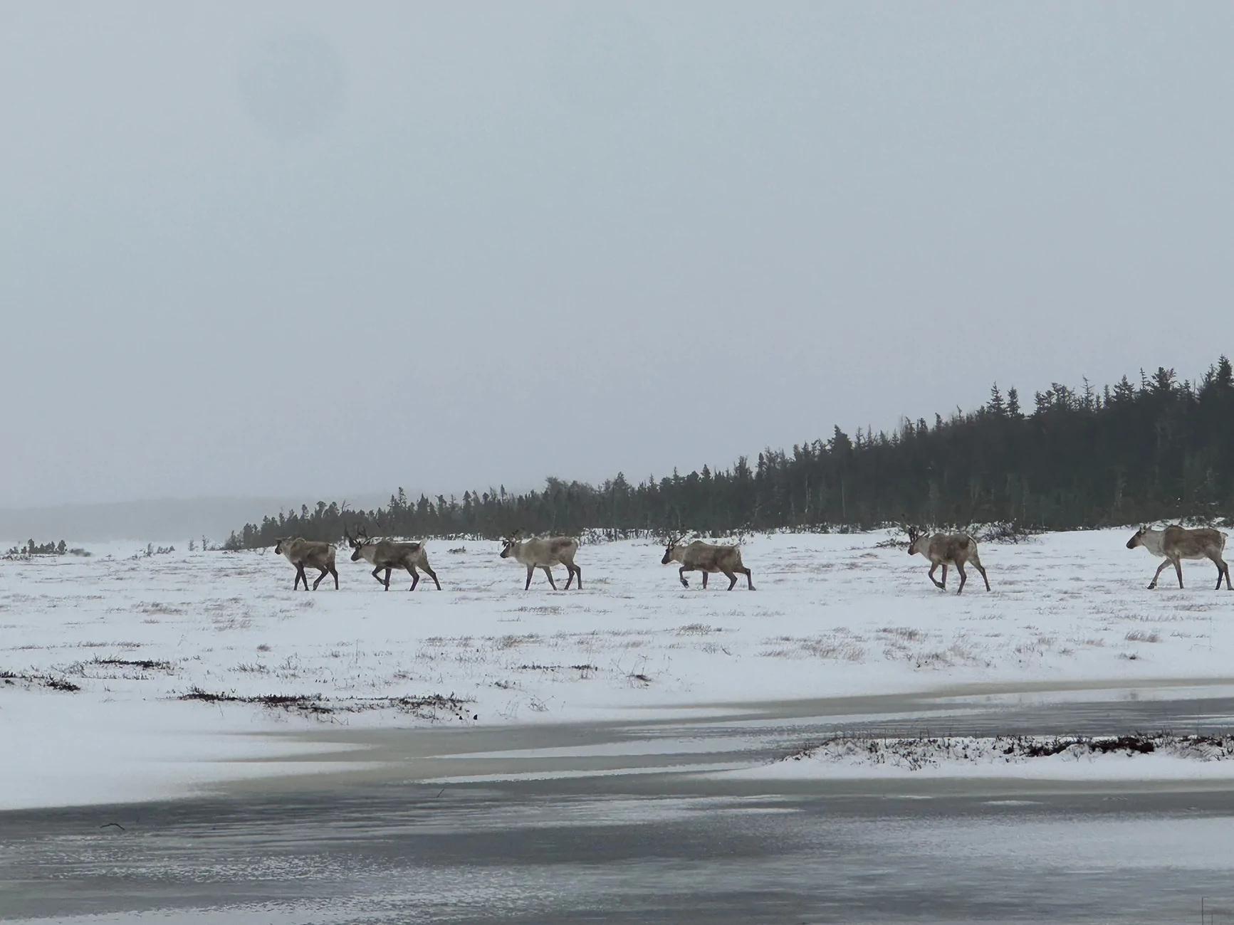 Ford F-150 Lightning Newfoundland, Canada in December = two blizzards, three moose and four herds of caribou. IMG_3034
