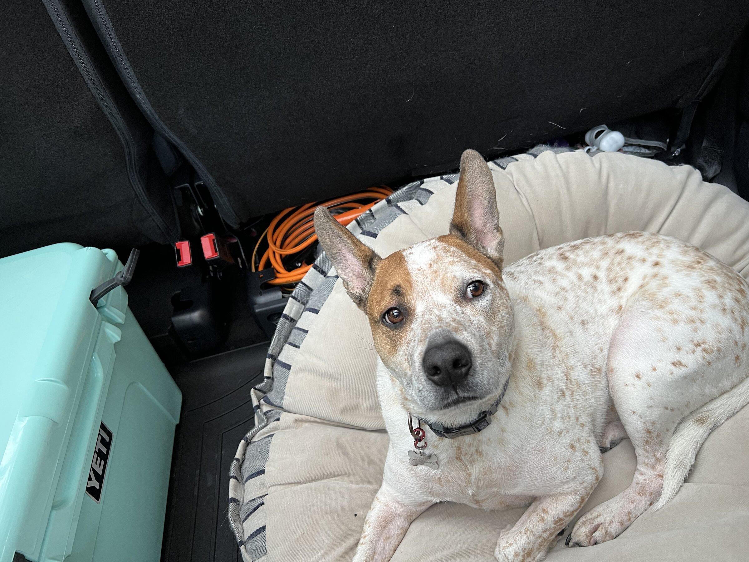 Ford F-150 Lightning Crew Cab & Dog Fur B6EE9E25-7485-46A2-9FFE-076C22130106