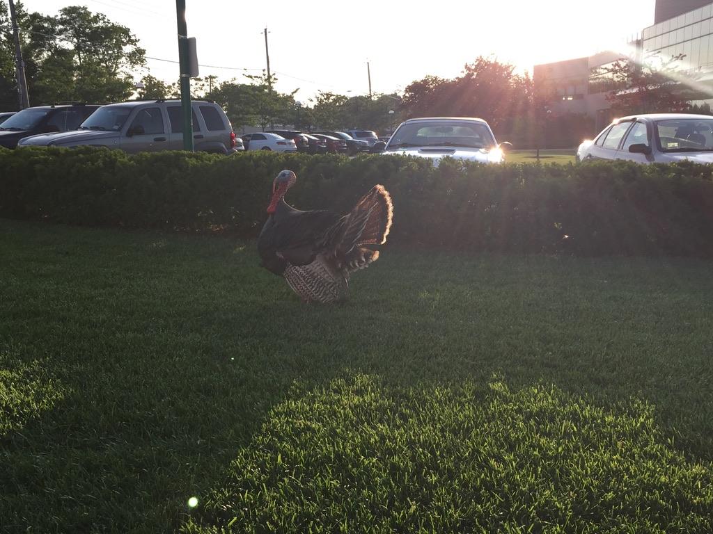 Ford F-150 Lightning I got a ticket because the charge port is in the front and I parked head-in. 1675103692942