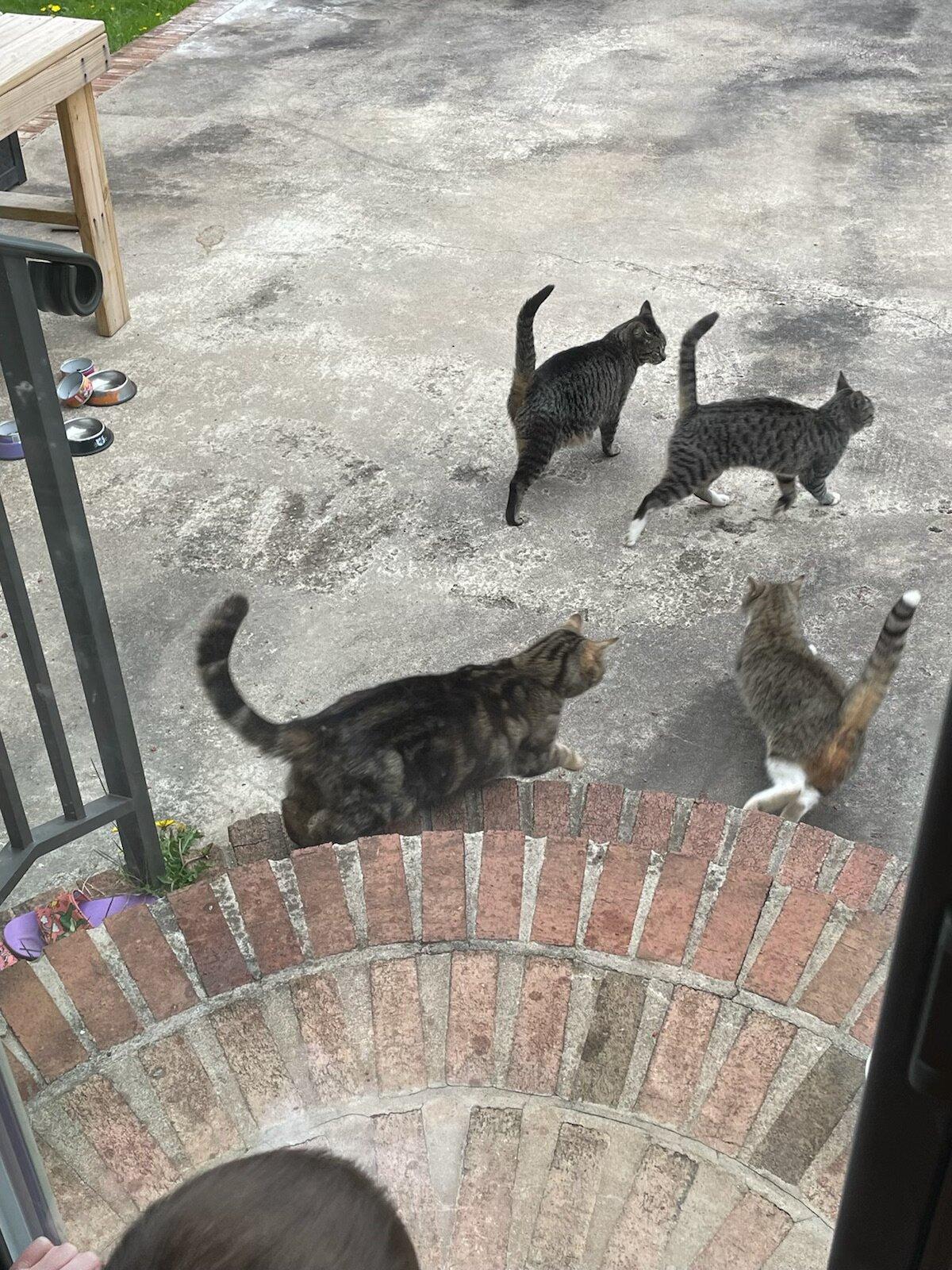 Ford F-150 Lightning Are rodents a threat to the Lightning? IMG_6463