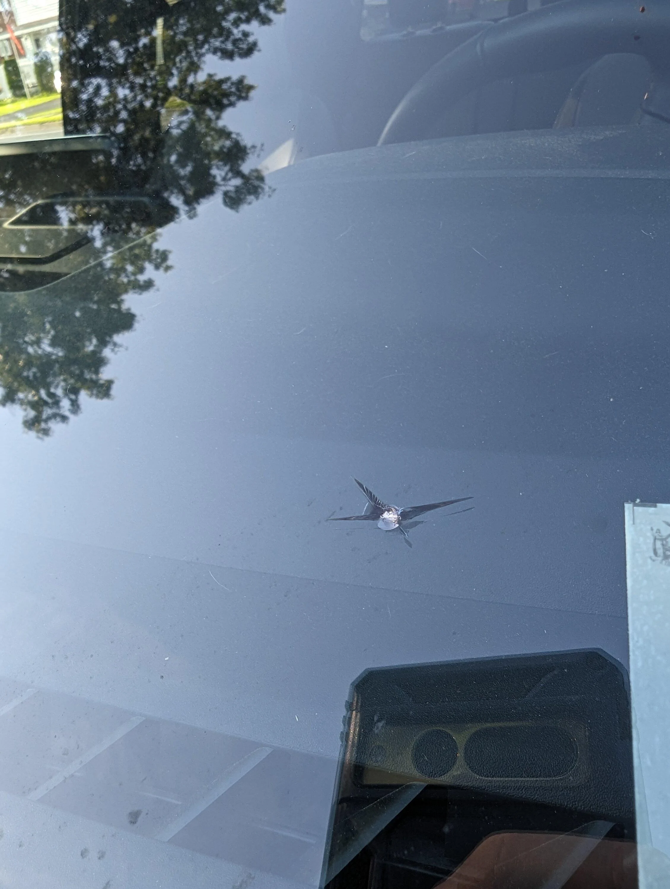 Ford F-150 Lightning First battle damage PXL_20230720_221600942