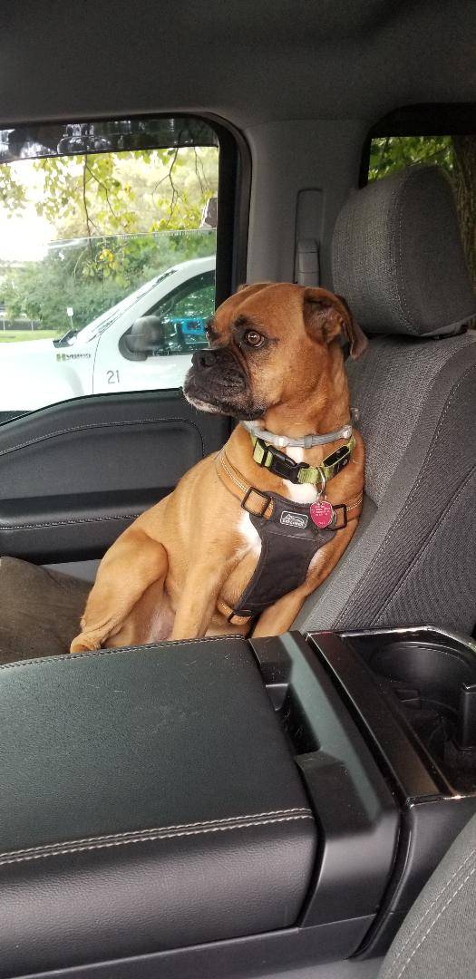 Ford F-150 Lightning Post a pic of your Dog in your new Lightning 😁 Beksa approves