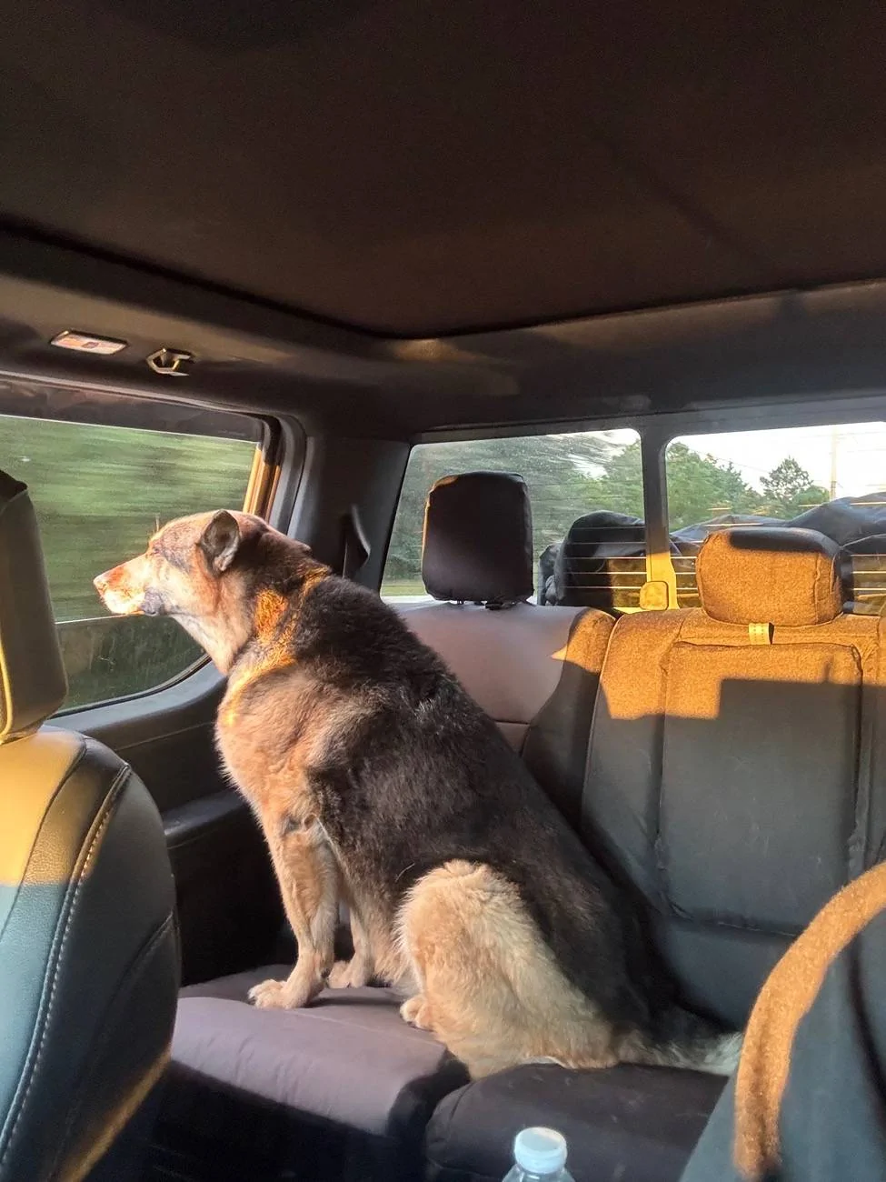 Ford F-150 Lightning Post a pic of your Dog in your new Lightning 😁 1734445918324-p9