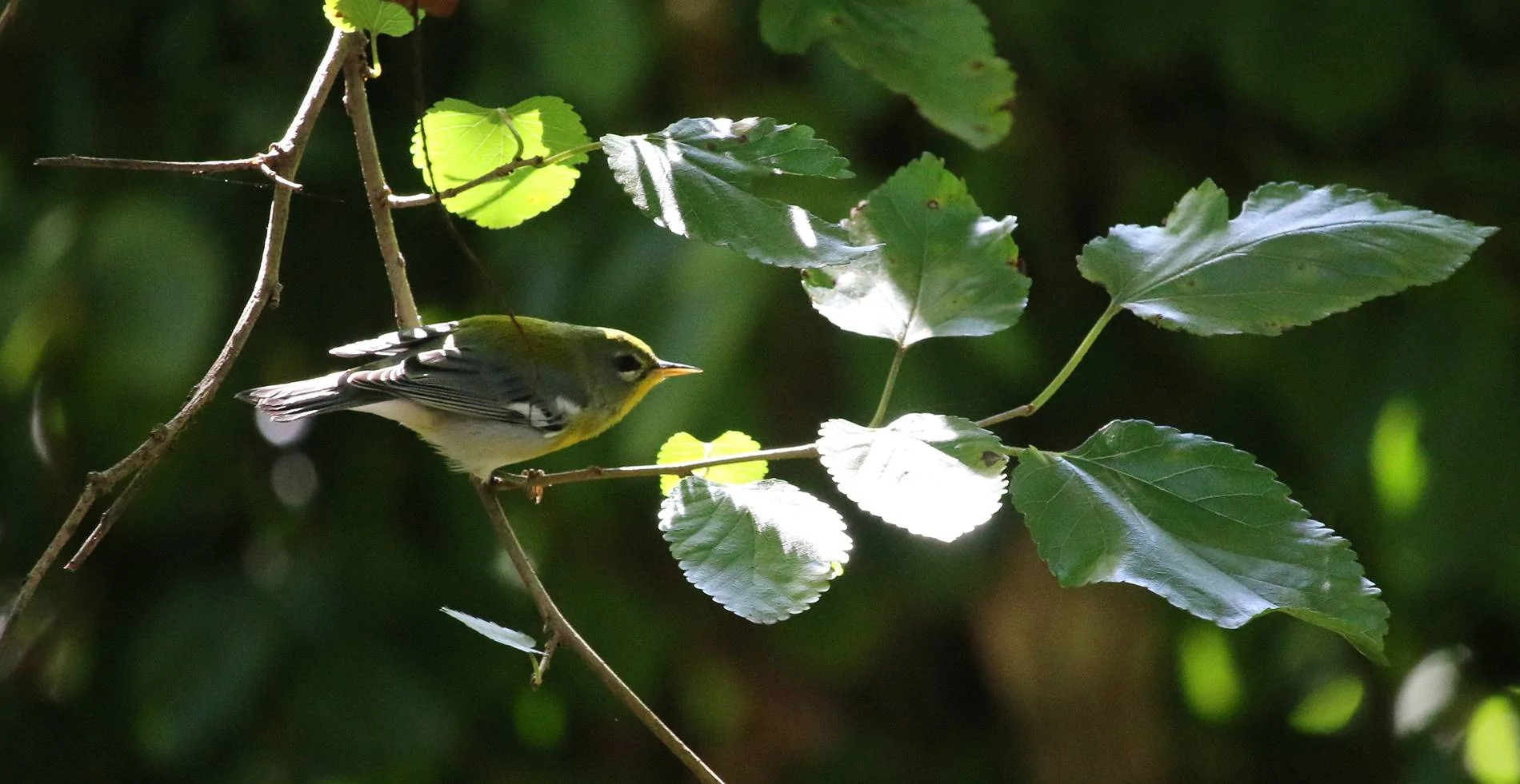 Ford F-150 Lightning 14 hour birding day, my Lightning and -14f temperature IMG_4223-cropped-parula warbler