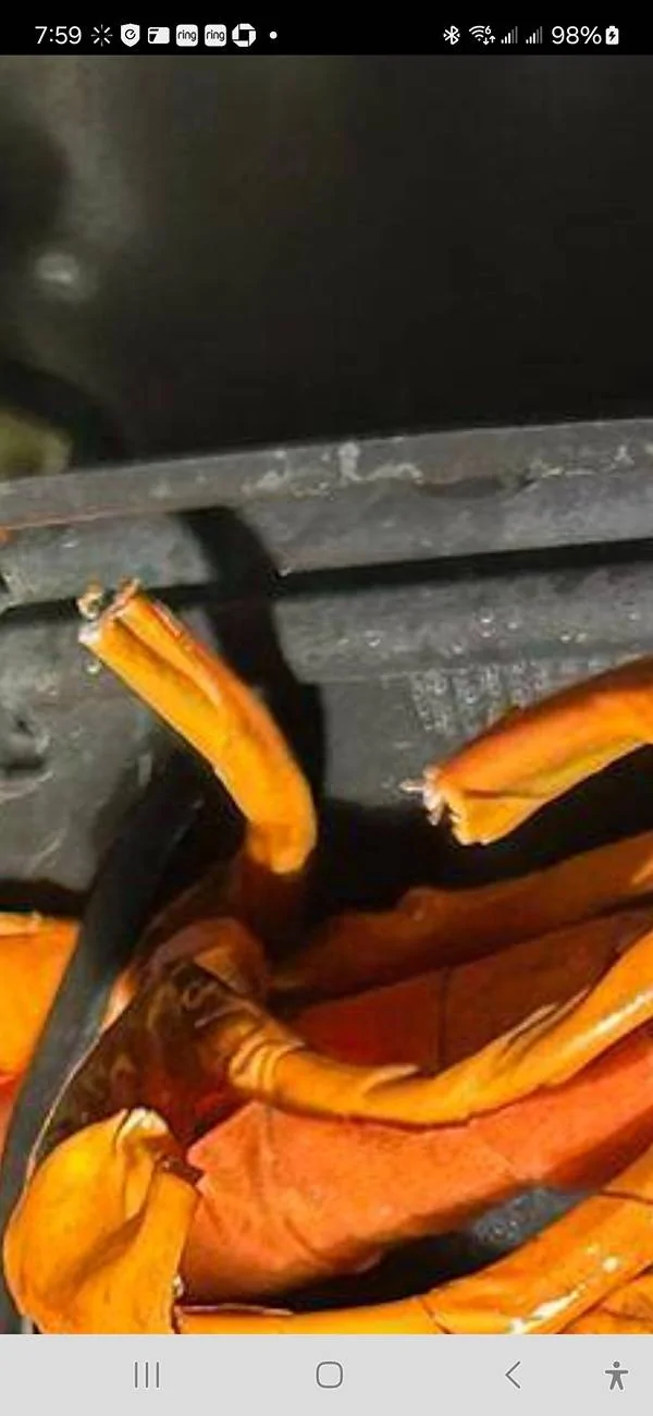 Ford F-150 Lightning Squirrel Chewed Through Charging Wires Screenshot_20250201_075912_Chrom