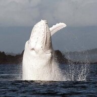 Migaloo