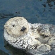 MammalFur