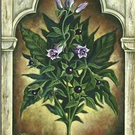 BellaDonna